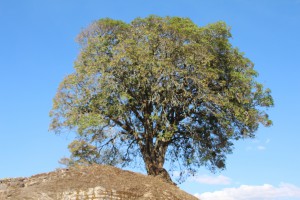 Boom Iximche